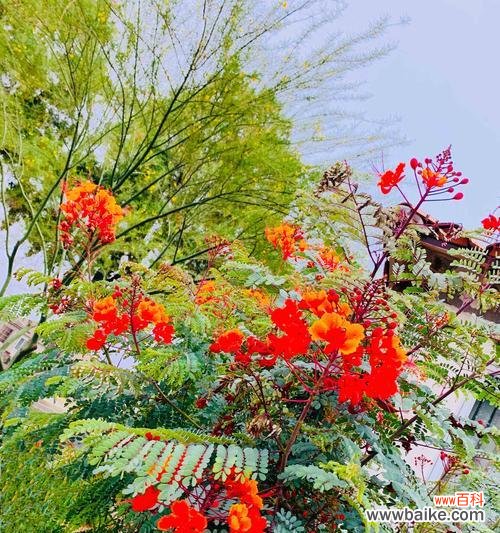 重生之花与勇敢的灵魂 凤凰花