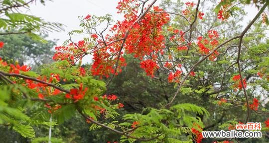 重生之花与勇敢的灵魂 凤凰花