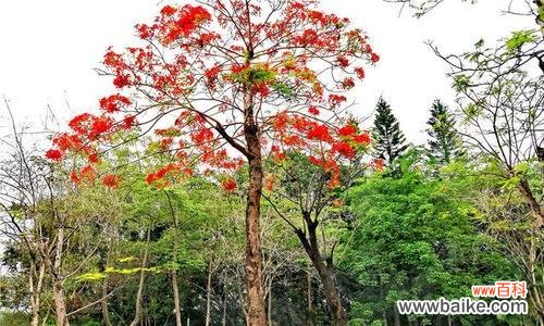 重生之花与勇敢的灵魂 凤凰花