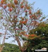 凤凰树的象征意义 凤凰树的代表寓意与价值