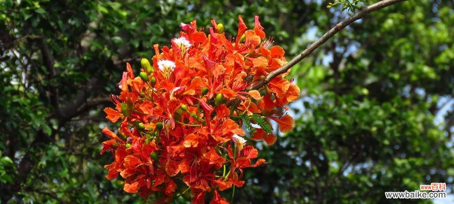 凤凰树的象征意义 凤凰树的代表寓意与价值