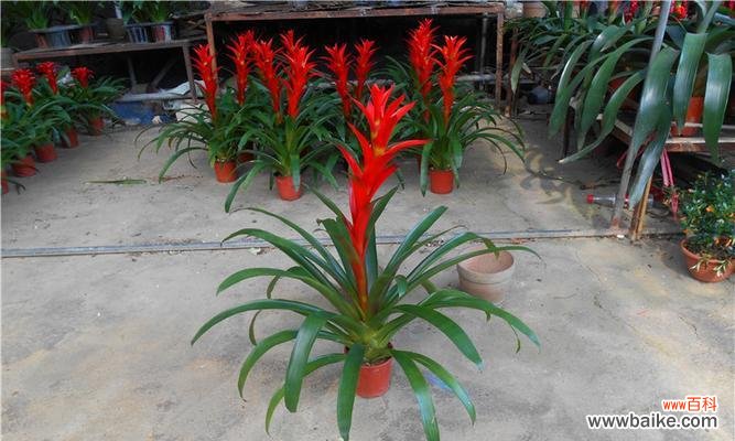 凤梨花的寓意与象征 凤梨花