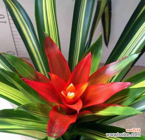 凤梨花的寓意与象征 凤梨花