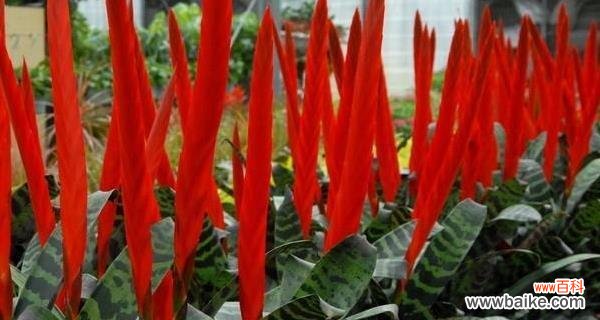 追寻凤梨花的美丽与神秘 凤梨花的花语