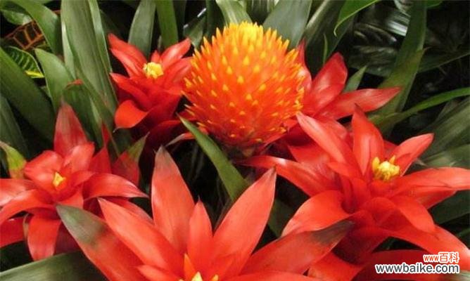 追寻凤梨花的美丽与神秘 凤梨花的花语