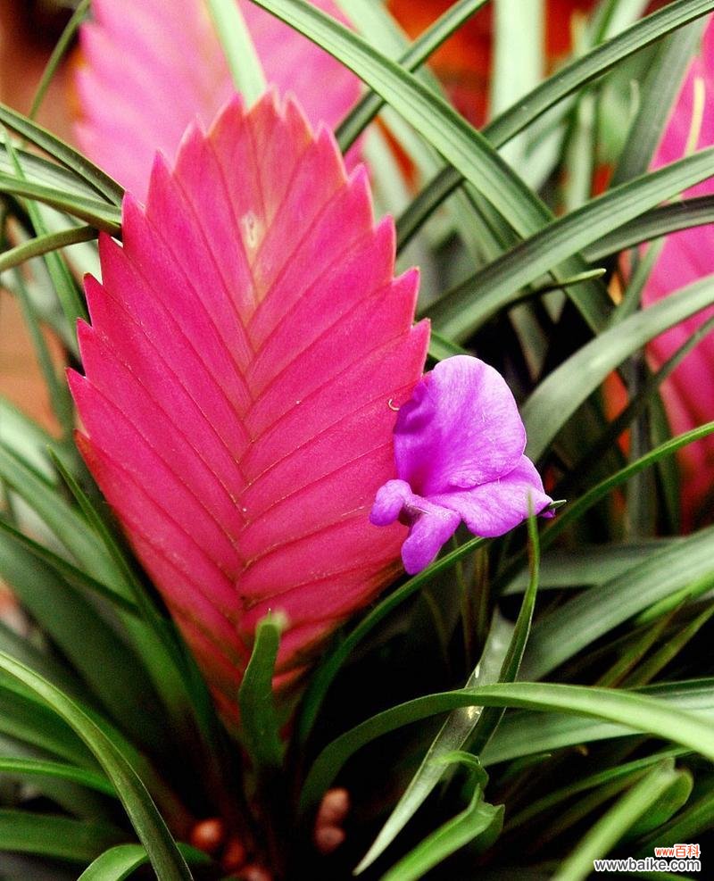 追寻凤梨花的美丽与神秘 凤梨花的花语