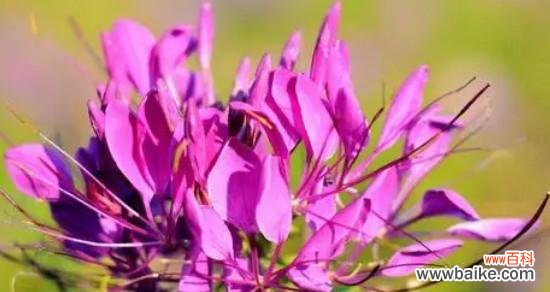 探索凤尾花的文化传承与艺术价值 凤尾花的神秘与美丽