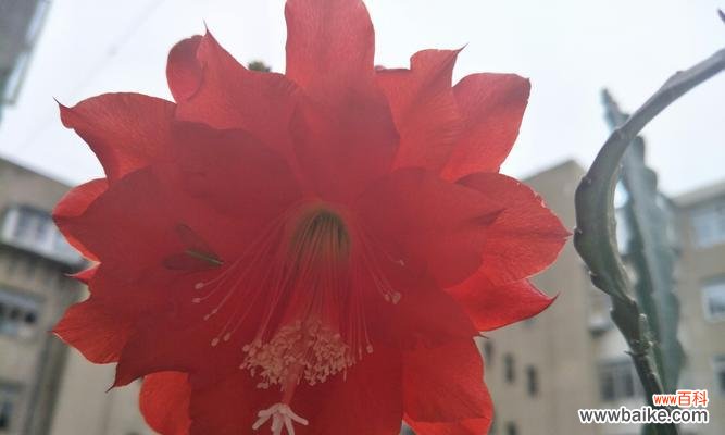 探索凤尾花的文化传承与艺术价值 凤尾花的神秘与美丽