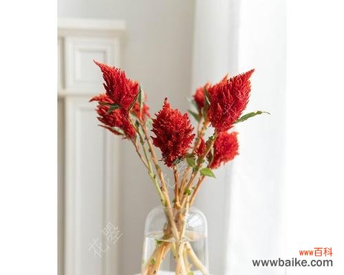 探索凤尾花的文化传承与艺术价值 凤尾花的神秘与美丽