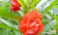 神秘的凤仙花散发着热情与激情 凤仙花的花语