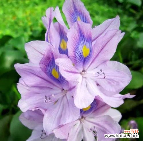 凤眼莲花语揭示的内涵与启示 凤眼莲花语之美——凤眼莲的花语和意义