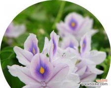 凤眼莲花语揭示的内涵与启示 凤眼莲花语之美——凤眼莲的花语和意义