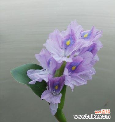 凤眼莲花语揭示的内涵与启示 凤眼莲花语之美——凤眼莲的花语和意义