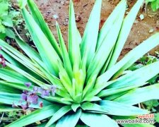 凤尾丝兰传递的祝福与含义 凤尾丝兰花语-美丽与祝福