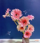 探寻扶郎花的神秘之美 扶郎花的花语及其意义