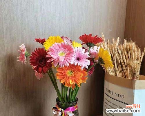 探寻以扶郎的花语的奥秘 以扶郎的花语