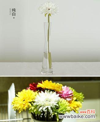 探寻以扶郎的花语的奥秘 以扶郎的花语