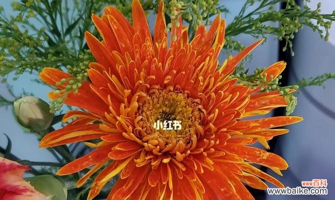 揭开扶郎花神秘的面纱 扶郎花的寓意与象征意义