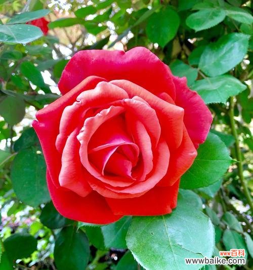 月季花的寓意是什么意思？如何解读月季花的象征意义？