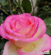 月季花的寓意是什么意思？如何解读月季花的象征意义？