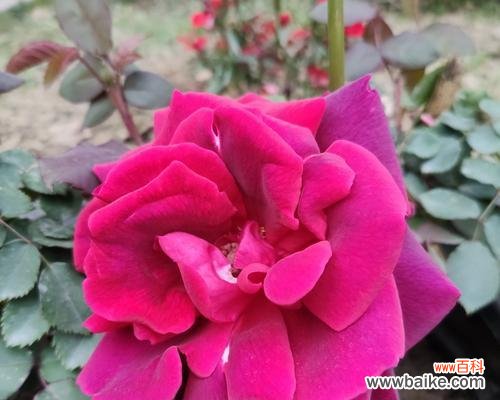 月季花的寓意是什么意思？如何解读月季花的象征意义？