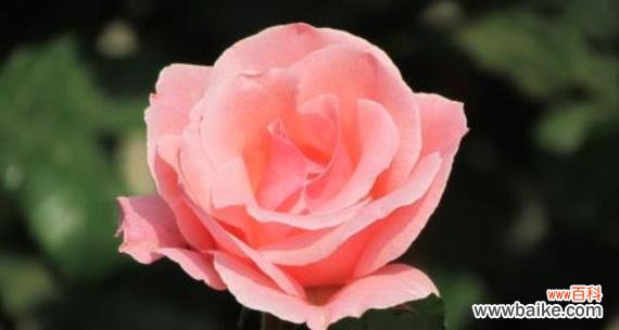 月季花花语是什么？如何用月季表达爱意？