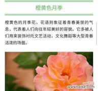 月季花花语是什么？了解月季花的象征意义和文化背景？