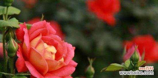 月季花花语是什么意思？如何解读月季的象征意义？