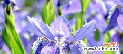 鸢尾花花语代表什么？鸢尾花的含义有哪些常见问题解答？