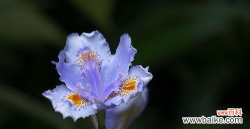 鸢尾花隐藏花语是什么？揭秘鸢尾花背后的秘密含义？