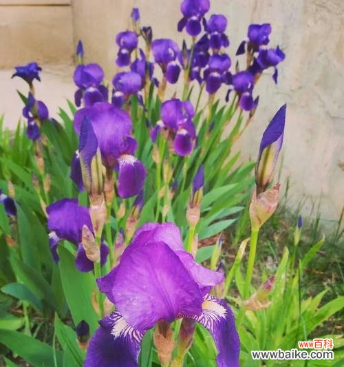 鸢尾花隐藏花语是什么？揭秘鸢尾花背后的秘密含义？