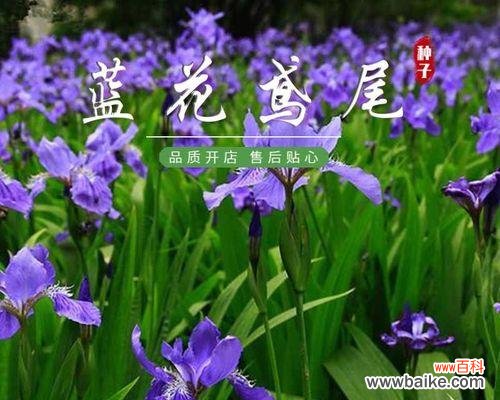 鸢尾花语是什么?鸢尾花代表的含义有哪些?