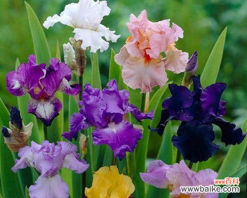 鸢尾花语是什么?鸢尾花代表的含义有哪些?