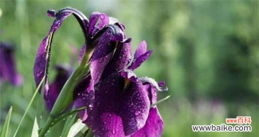 鸢尾兰花语有哪些含义?