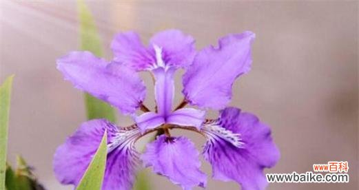 鸢尾兰花语有哪些含义?