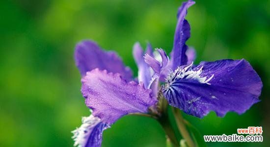 鸢尾兰花语是什么?如何用鸢尾花表达情感?