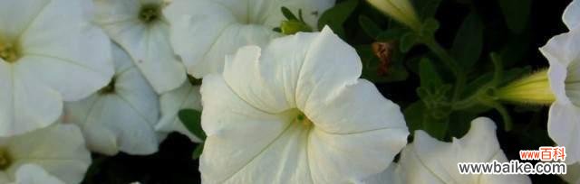 月光花的花语有哪些含义？