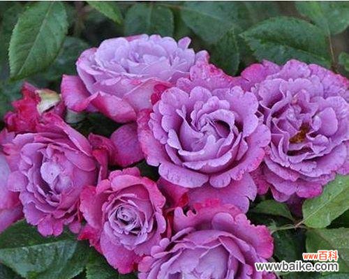 月光花的花语有哪些含义？