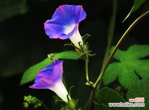 月光花的花语有哪些含义？