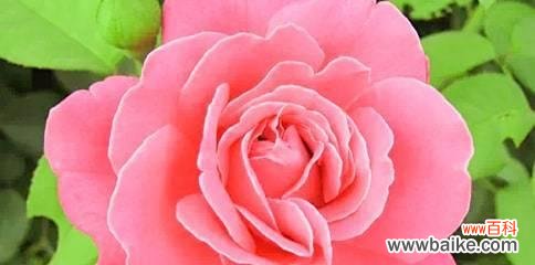 月季的花语代表什么?不同颜色月季的含义有哪些?