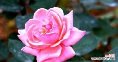 月季花花语是什么意思？月季花的寓意有哪些常见问题？