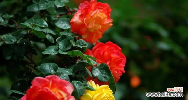 月季花语象征与寓意是什么?如何解读月季的花语?