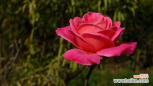 月季花语象征与寓意是什么?如何解读月季的花语?