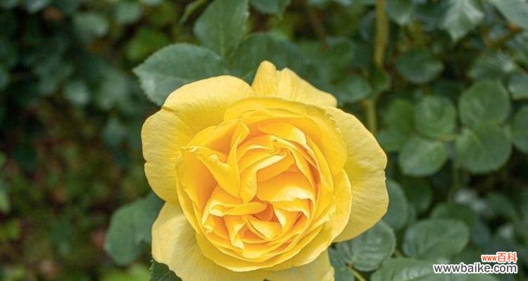 月季花的花语有哪些含义?如何正确解读月季花的花语?