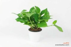 绿萝叶子发黄是什么原困