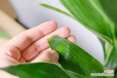 富贵竹生虫是怎么回事，富贵竹生虫子了怎么办