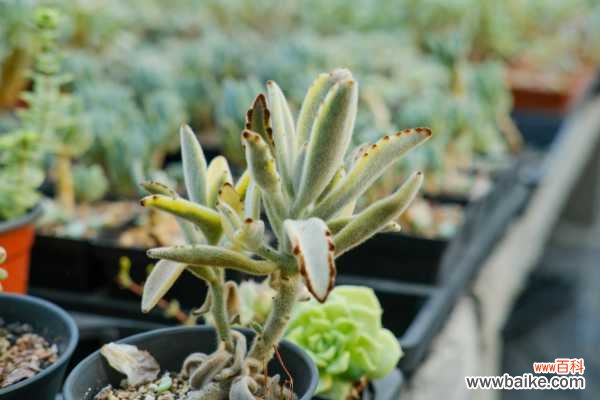 月兔耳黄叶的原因和处理办法