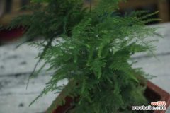 文竹的常见病害及解决方法