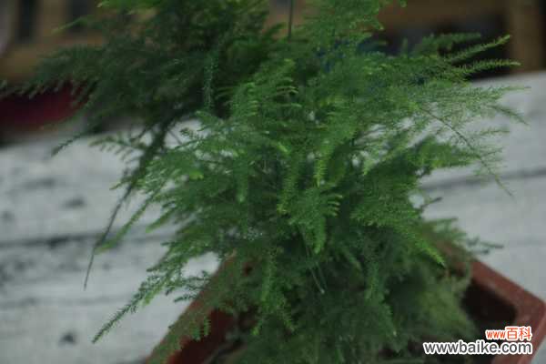 文竹的常见病害及解决方法