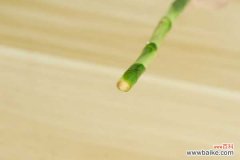 富贵竹生虫子怎么治，生虫子了用什么药